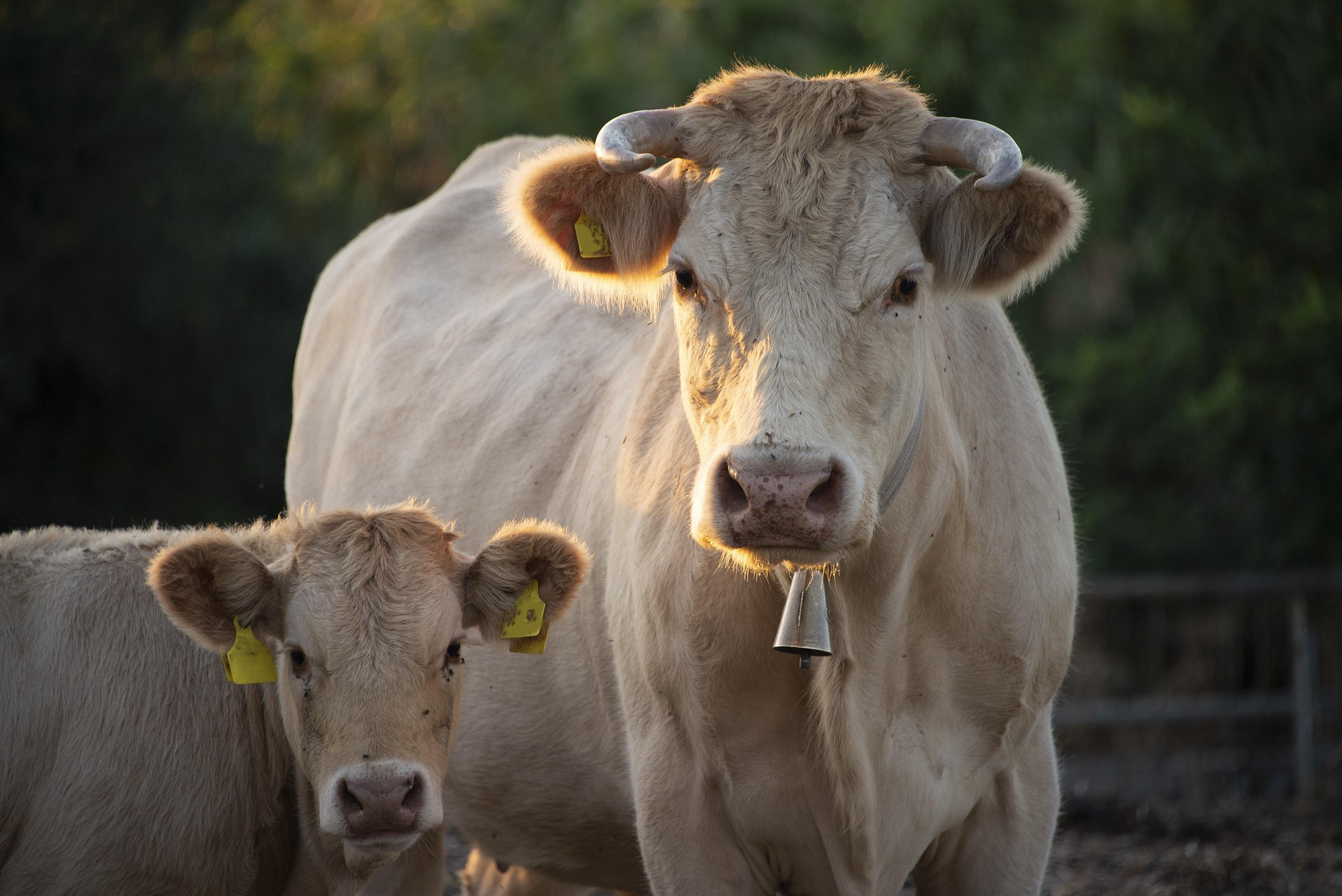 Animal nutrition importers UAE