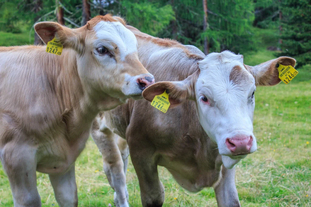 Animal nutrition importers UAE