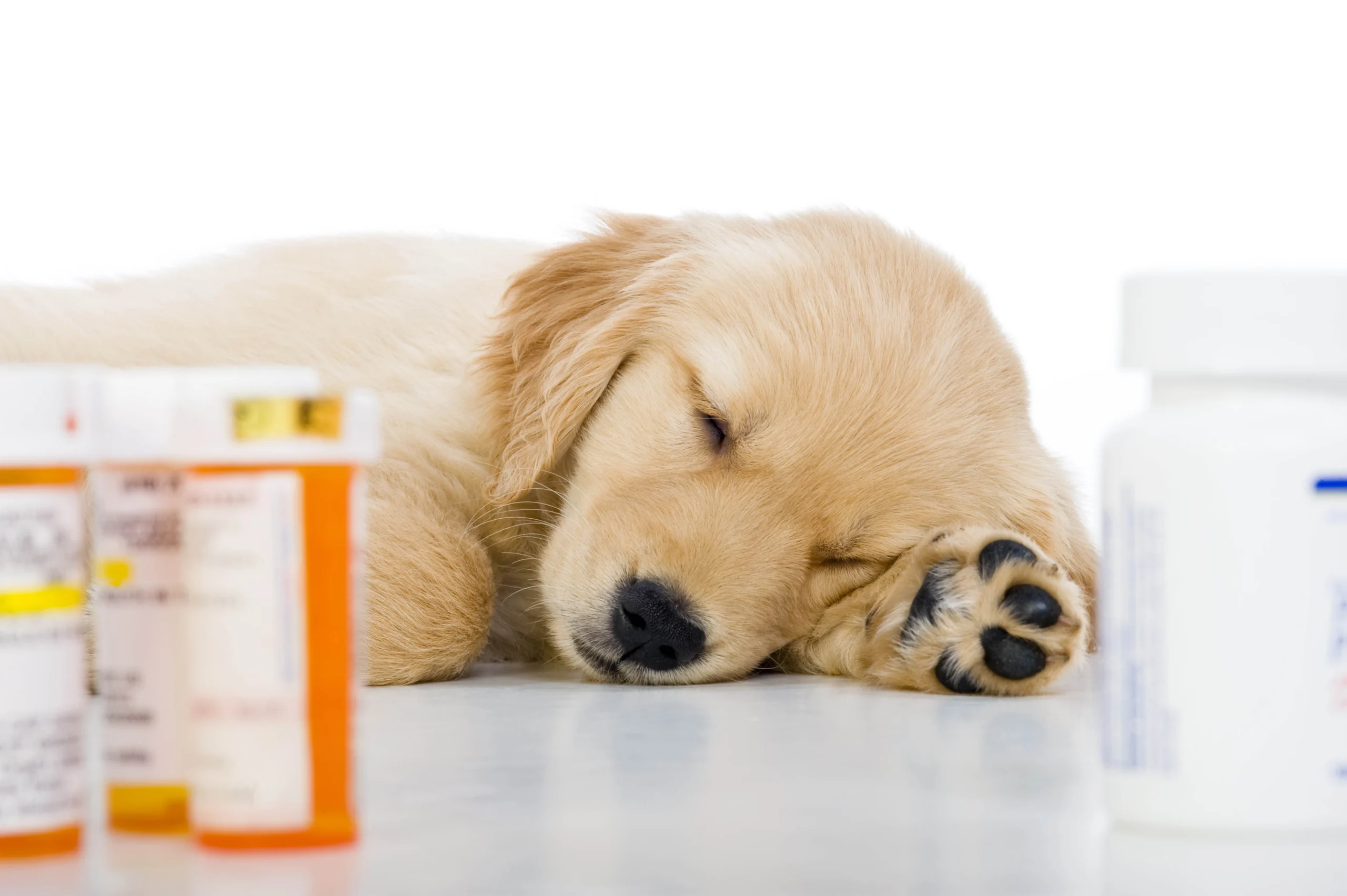 uae-veterinary-suppliers-for-farms